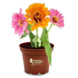 Terra Cotta Planter Kits