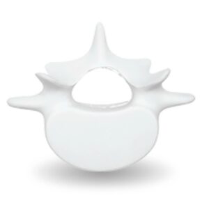 Vertebrae stress reliever