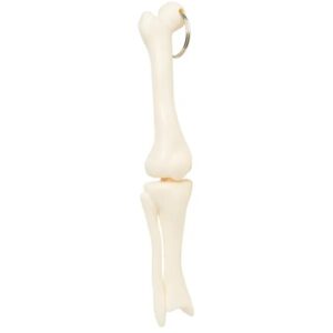 Knee Joint Bone Keyring